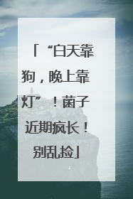 “白天靠狗，晚上靠灯”！菌子近期疯长！别乱捡
