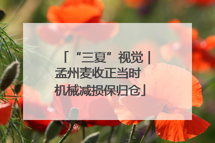 “三夏”视觉｜孟州麦收正当时 机械减损保归仓