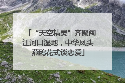 “天空精灵”齐聚闽江河口湿地，中华凤头燕鸥花式谈恋爱