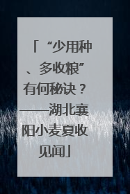 “少用种、多收粮”有何秘诀？——湖北襄阳小麦夏收见闻