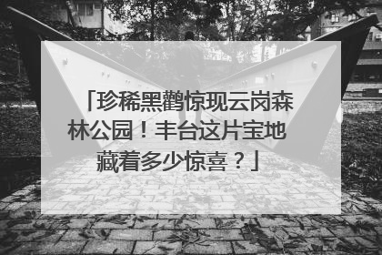 珍稀黑鹳惊现云岗森林公园！丰台这片宝地藏着多少惊喜？