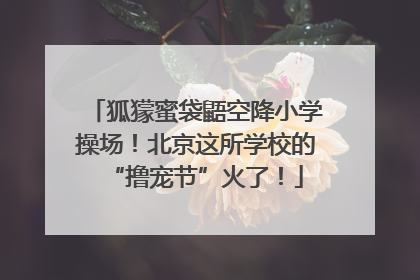 狐獴蜜袋鼯空降小学操场！北京这所学校的“撸宠节”火了！