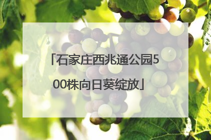 石家庄西兆通公园500株向日葵绽放