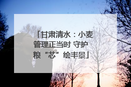 甘肃清水：小麦管理正当时 守护粮“芯”绘丰景