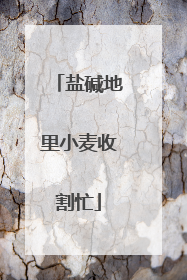 盐碱地里小麦收割忙