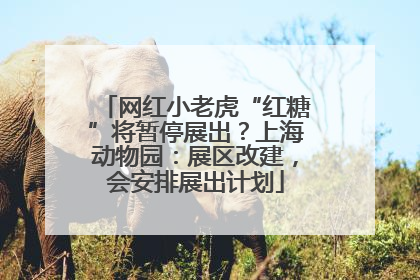 网红小老虎“红糖”将暂停展出？上海动物园：展区改建，会安排展出计划