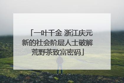 一叶千金 浙江庆元新的社会阶层人士破解荒野茶致富密码