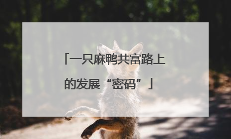 一只麻鸭共富路上的发展“密码”