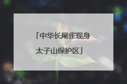 中华长尾雀现身太子山保护区