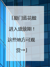 厦门蓝花楹进入盛放期！这些地方可观赏→