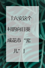 六安这个村的向日葵成花市“宠儿”