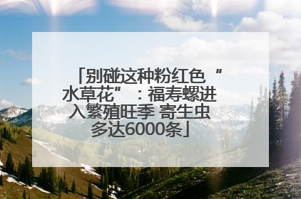 别碰这种粉红色“水草花”：福寿螺进入繁殖旺季 寄生虫多达6000条