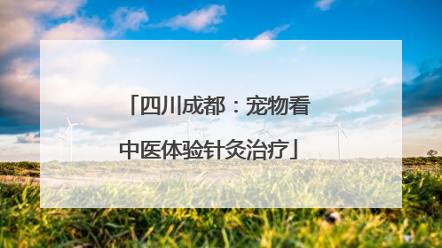 四川成都：宠物看中医体验针灸治疗