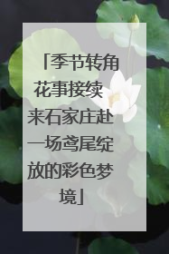 季节转角花事接续 来石家庄赴一场鸢尾绽放的彩色梦境
