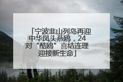宁波韭山列岛再迎中华凤头燕鸥，24对“酷鸥”喜结连理迎接新生命