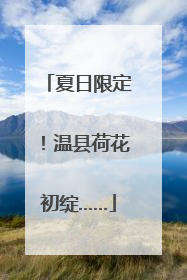 夏日限定！温县荷花初绽……