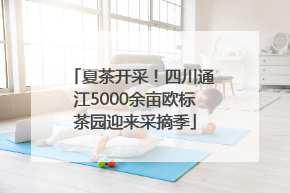 夏茶开采！四川通江5000余亩欧标茶园迎来采摘季