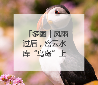 多图｜风雨过后，密云水库“鸟岛”上的幼鸟还好吗？