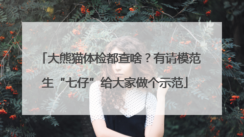 大熊猫体检都查啥？有请模范生“七仔”给大家做个示范