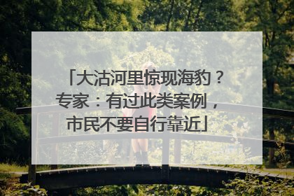 大沽河里惊现海豹？专家：有过此类案例，市民不要自行靠近