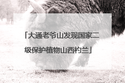 大通老爷山发现国家二级保护植物山西杓兰
