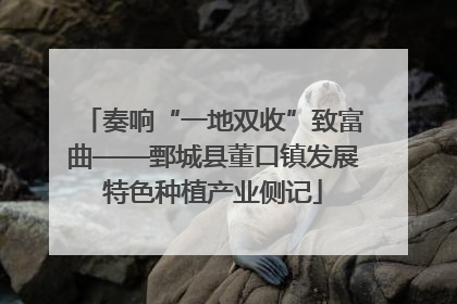 奏响“一地双收”致富曲——鄄城县董口镇发展特色种植产业侧记