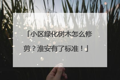 小区绿化树木怎么修剪？淮安有了标准！