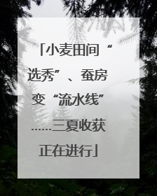 小麦田间“选秀”、蚕房变“流水线”……三夏收获正在进行