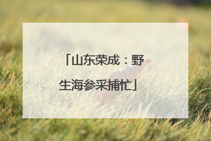 山东荣成：野生海参采捕忙