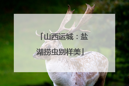山西运城：盐湖捞虫别样美