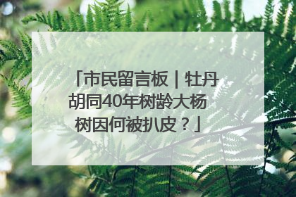 市民留言板｜牡丹胡同40年树龄大杨树因何被扒皮？