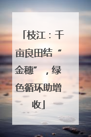 枝江：千亩良田结“金穗”，绿色循环助增收