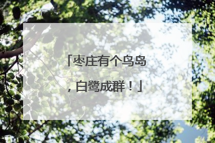 枣庄有个鸟岛，白鹭成群！