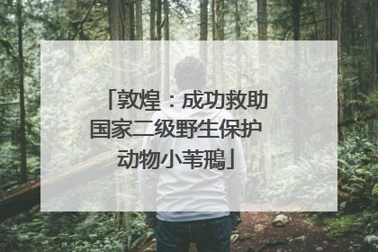 敦煌：成功救助国家二级野生保护动物小苇鳽