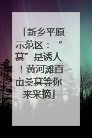 新乡平原示范区：“葚”是诱人！黄河滩百亩桑葚等你来采摘