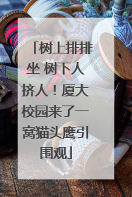 树上排排坐 树下人挤人！厦大校园来了一窝猫头鹰引围观