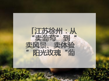 江苏徐州：从“卖葡萄”到“卖风景、卖体验”阳光玫瑰“葡”就致富路