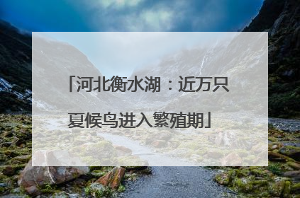 河北衡水湖：近万只夏候鸟进入繁殖期