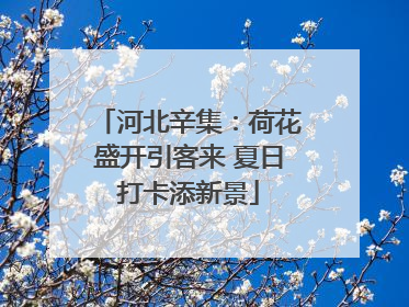 河北辛集：荷花盛开引客来 夏日打卡添新景