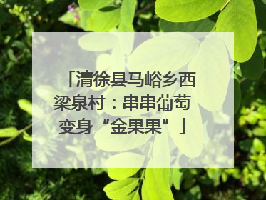 清徐县马峪乡西梁泉村：串串葡萄变身“金果果”