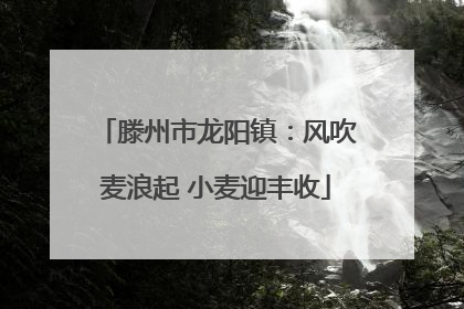滕州市龙阳镇：风吹麦浪起 小麦迎丰收