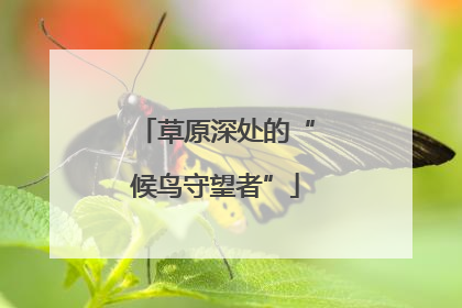 草原深处的“候鸟守望者”