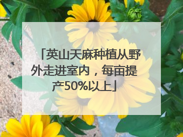 英山天麻种植从野外走进室内，每亩提产50%以上