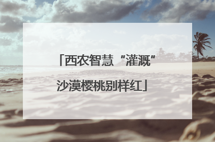 西农智慧“灌溉” 沙漠樱桃别样红