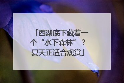 西湖底下藏着一个“水下森林”？夏天正适合观赏