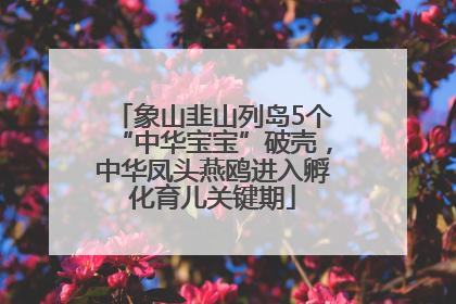 象山韭山列岛5个“中华宝宝”破壳，中华凤头燕鸥进入孵化育儿关键期