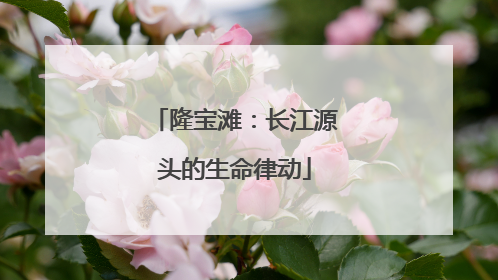 隆宝滩：长江源头的生命律动