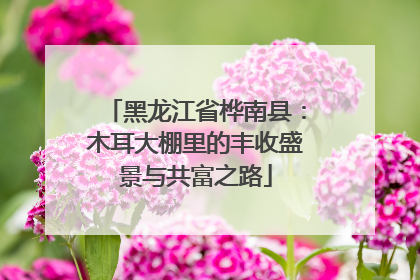 黑龙江省桦南县：木耳大棚里的丰收盛景与共富之路