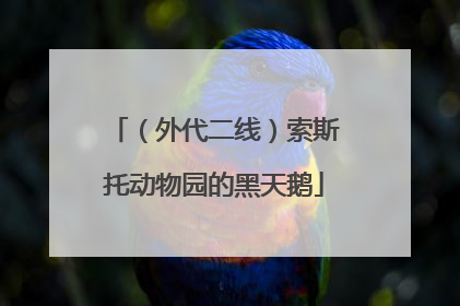 （外代二线）索斯托动物园的黑天鹅