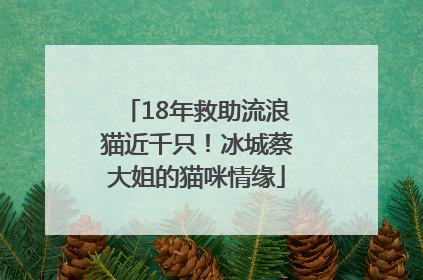 18年救助流浪猫近千只！冰城蔡大姐的猫咪情缘
